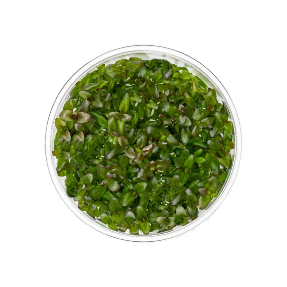 bacopa salzmani purple.jpg